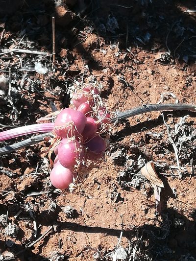 Haemanthus barkerae, photographed by Noeleen du Toit