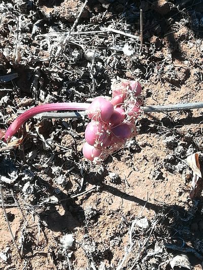 Haemanthus barkerae, photographed by Noeleen du Toit