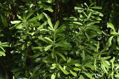 Pseudopanax chathamicus, photographed by Christopher Stephens