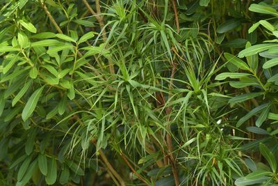 Dracophyllum arboreum, photographed by Christopher Stephens