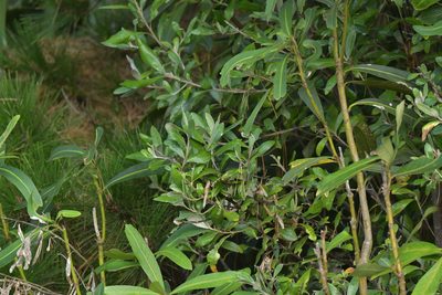 Corokia macrocarpa, photographed by Christopher Stephens
