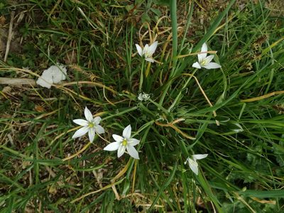 Ornithogalum divergens, photographed by Andrea Meucci
