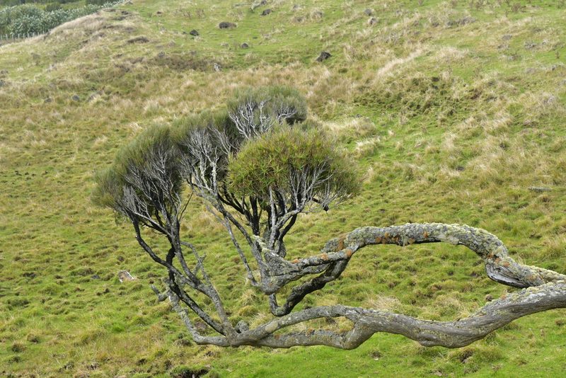 Dracophyllum arboreum, photographed by Christopher Stephens