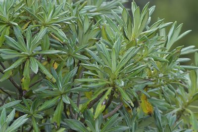 Brachyglottis huntii