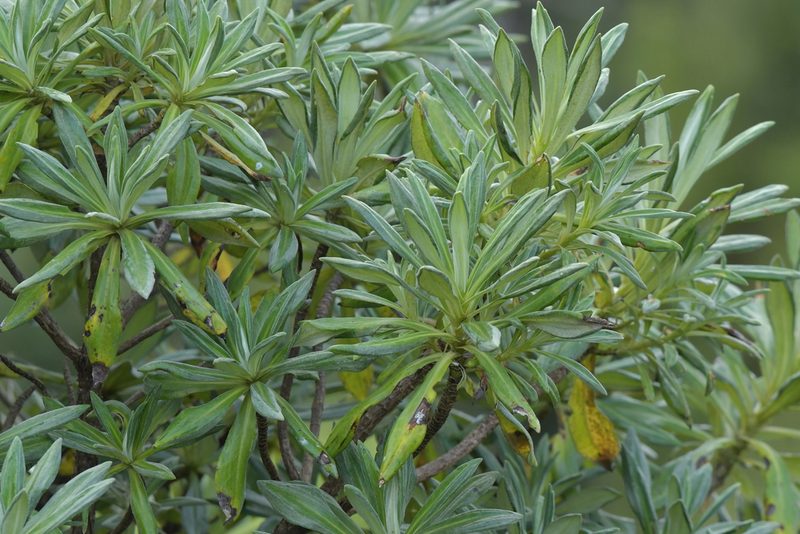 Brachyglottis huntii, photographed by Christopher Stephens