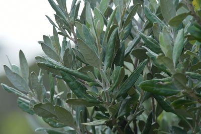Corokia macrocarpa, photographed by Christopher Stephens