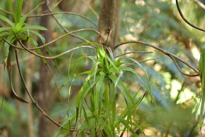 Dracophyllum arboreum, photographed by Christopher Stephens