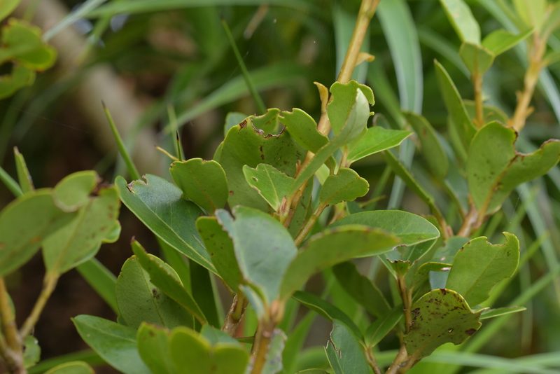Myrsine chathamica, photographed by Christopher Stephens