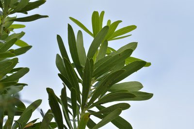 Pseudopanax chathamicus, photographed by Christopher Stephens