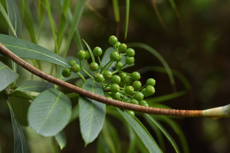 Pseudopanax chathamicus, photographed by Christopher Stephens