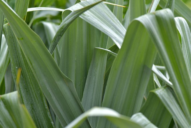 Astelia chathamica, photographed by Christopher Stephens