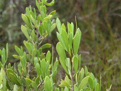 Searsia rimosa, photographed by Jeremy Gilmore