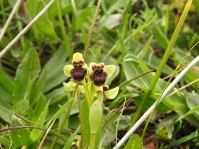 Ophrys bombyliflora, photographed by Aissa Djamel Filali
