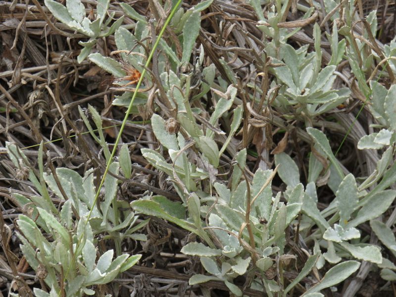 Arctotis bellidifolia, photographed by Jeremy Gilmore