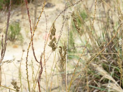 Eragrostis capensis, photographed by Jeremy Gilmore