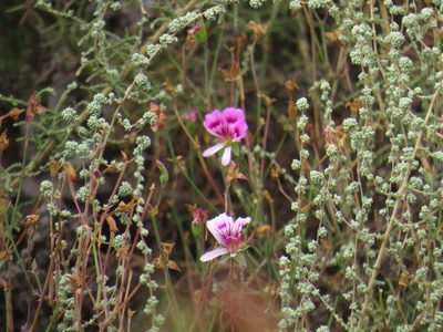 Pelargonium grandiflorum, photographed by Jeremy Gilmore