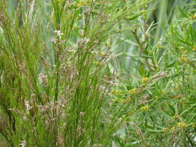 Restio paniculatus, photographed by Jeremy Gilmore