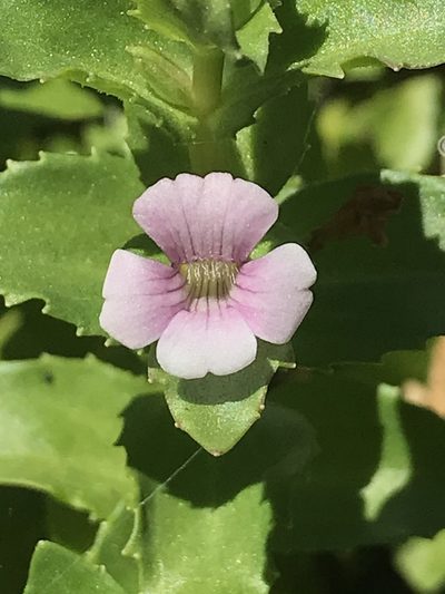 Gratiola peruviana, photographed by Steve Llewellyn