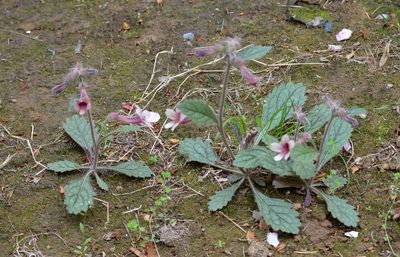 Rehmannia glutinosa, photographed by Zinogre