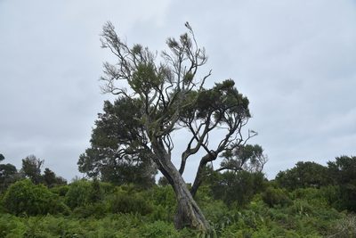 Dracophyllum arboreum, photographed by Christopher Stephens