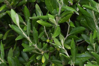 Corokia macrocarpa, photographed by Christopher Stephens
