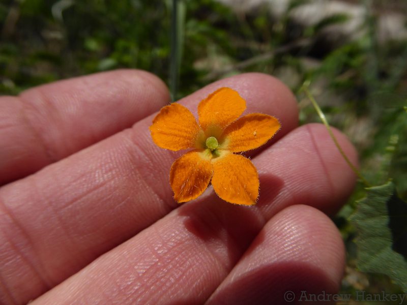 Momordica boivinii, photographed by Andrew Hankey