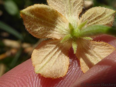 Momordica boivinii, photographed by Andrew Hankey