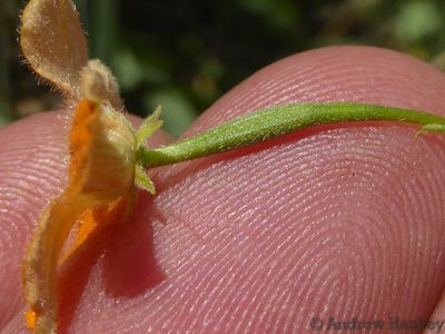 Momordica boivinii, photographed by Andrew Hankey