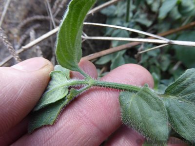 Dicliptera magaliesbergensis, photographed by Andrew Hankey
