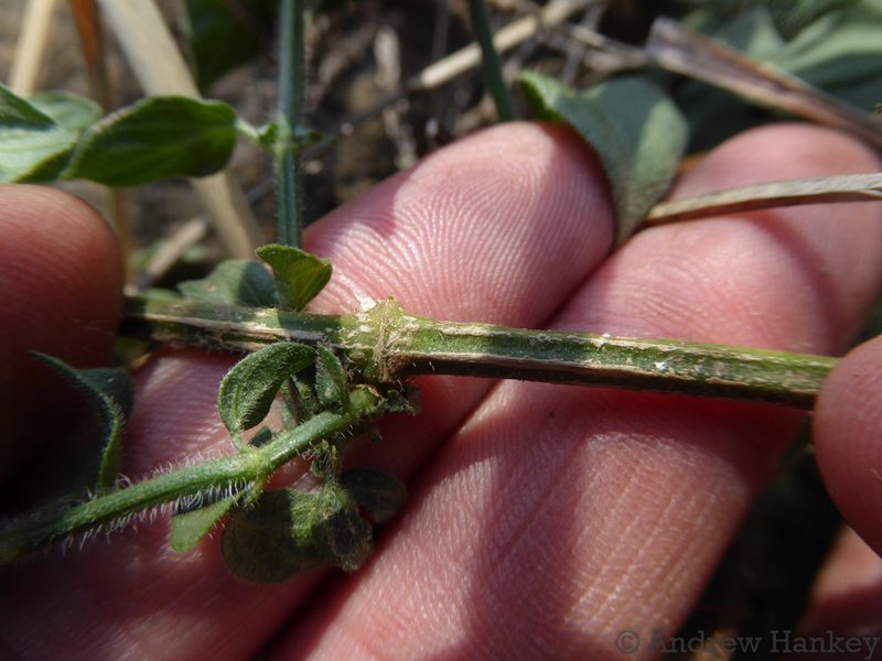 Dicliptera magaliesbergensis, photographed by Andrew Hankey