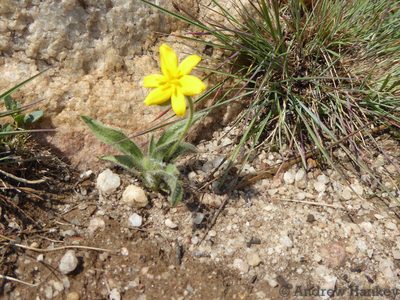 Hypoxis parvifolia, photographed by Andrew Hankey