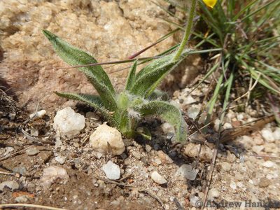 Hypoxis parvifolia, photographed by Andrew Hankey