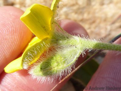 Hypoxis parvifolia, photographed by Andrew Hankey