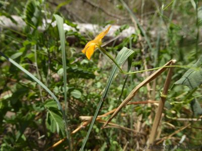 Momordica boivinii, photographed by Andrew Hankey