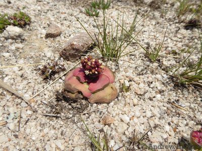 Crassula compacta, photographed by Andrew Hankey
