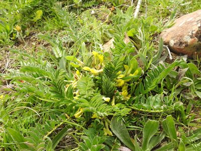 Astragalus boreoafricanus, photographed by Aissa Djamel Filali