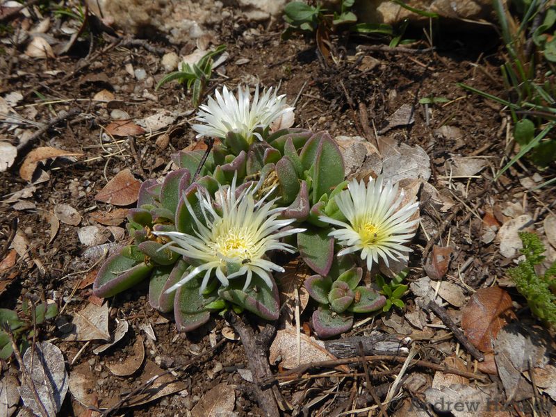 Delosperma deilanthoides, photographed by Andrew Hankey