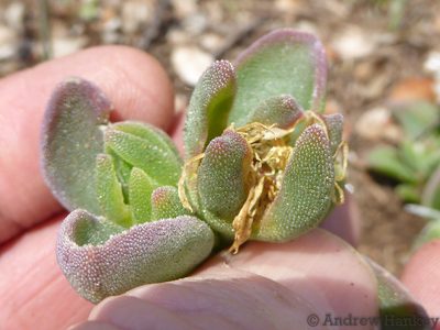 Delosperma deilanthoides, photographed by Andrew Hankey