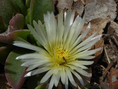 Delosperma deilanthoides, photographed by Andrew Hankey