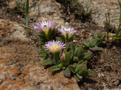 Delosperma deilanthoides, photographed by Andrew Hankey