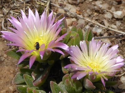 Delosperma deilanthoides, photographed by Andrew Hankey
