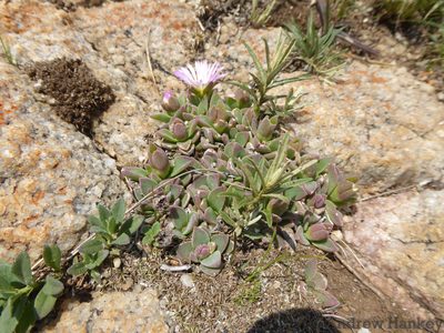 Delosperma deilanthoides, photographed by Andrew Hankey