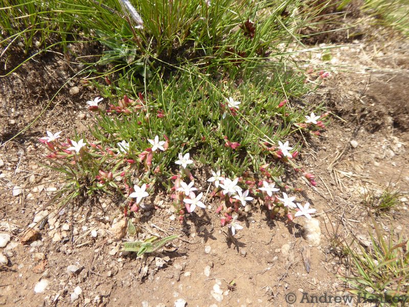 Oxygonum delagoense, photographed by Andrew Hankey