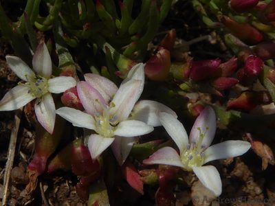 Oxygonum delagoense, photographed by Andrew Hankey