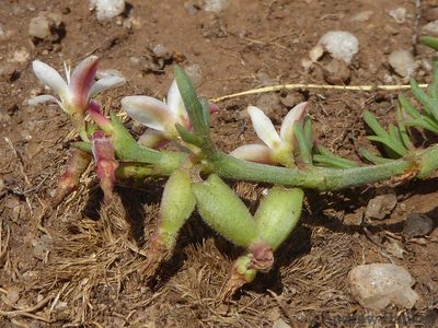 Oxygonum delagoense, photographed by Andrew Hankey