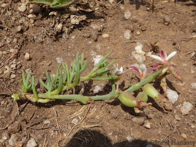 Oxygonum delagoense, photographed by Andrew Hankey
