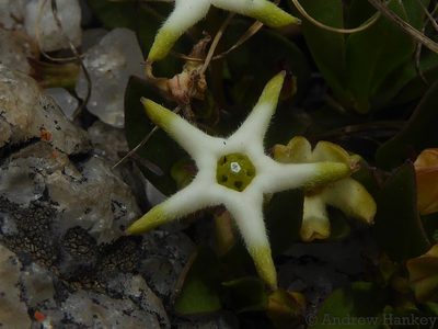 Ceropegia stellata, photographed by Andrew Hankey