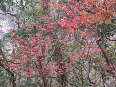 Enkianthus perulatus, photographed by Marco Mussita
