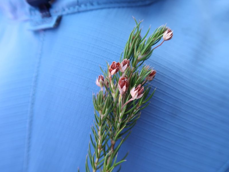 Erica mucronata, photographed by Di Turner