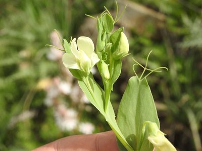 Lathyrus ochrus, photographed by Aissa Djamel Filali